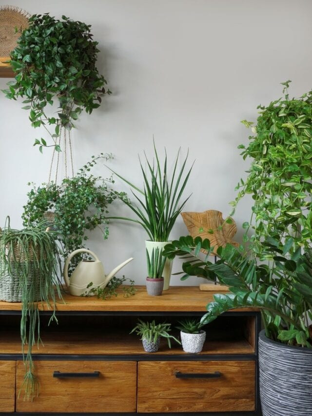 5 Best Air-purifying Indoor Plants