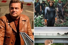 Leonardo DiCaprio's We Are Guardians Set To Make Its India Premiere At ALT EFF 2023